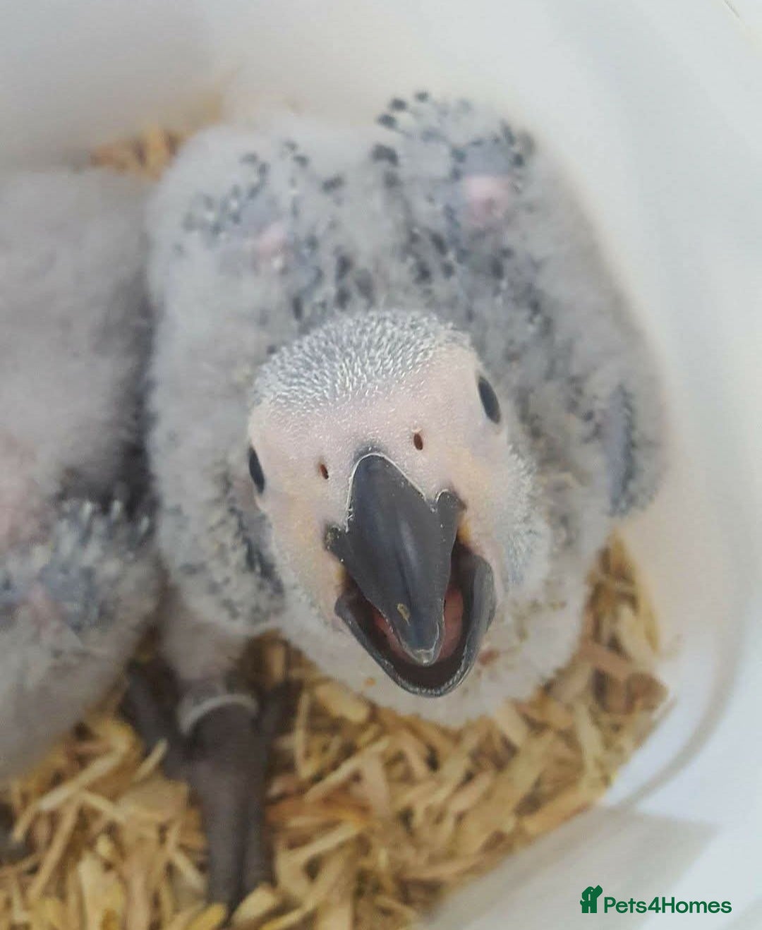 Parrots birds for sale: African grey parrot - Image 6