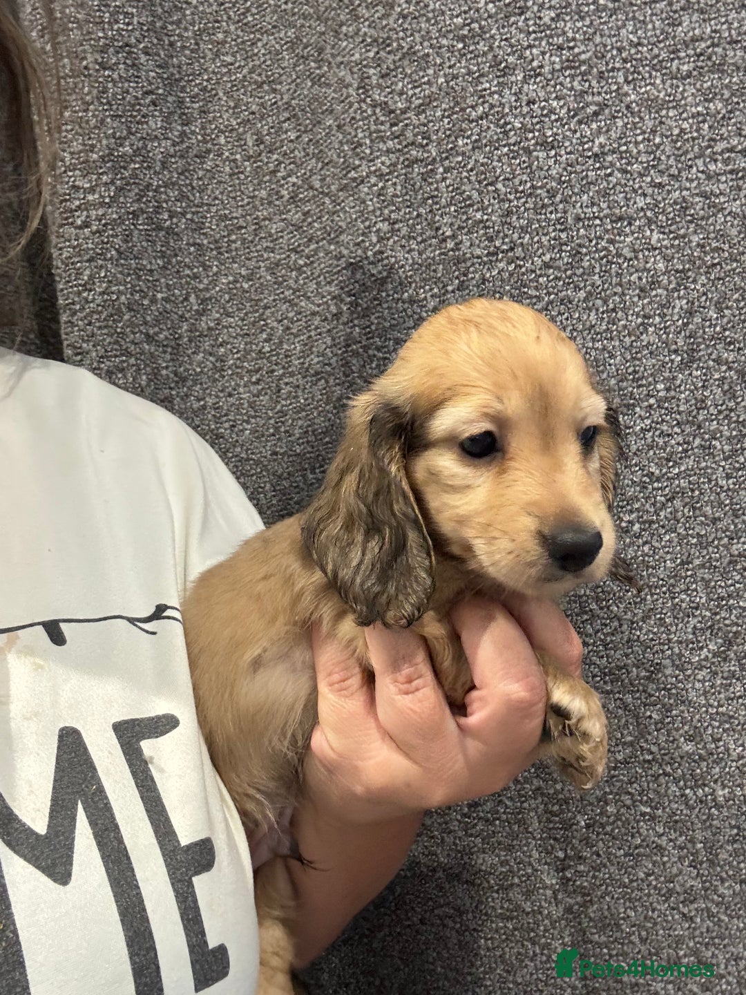 Miniature Dachshund dogs for sale: Miniature long haired CREAM boys  - Image 17