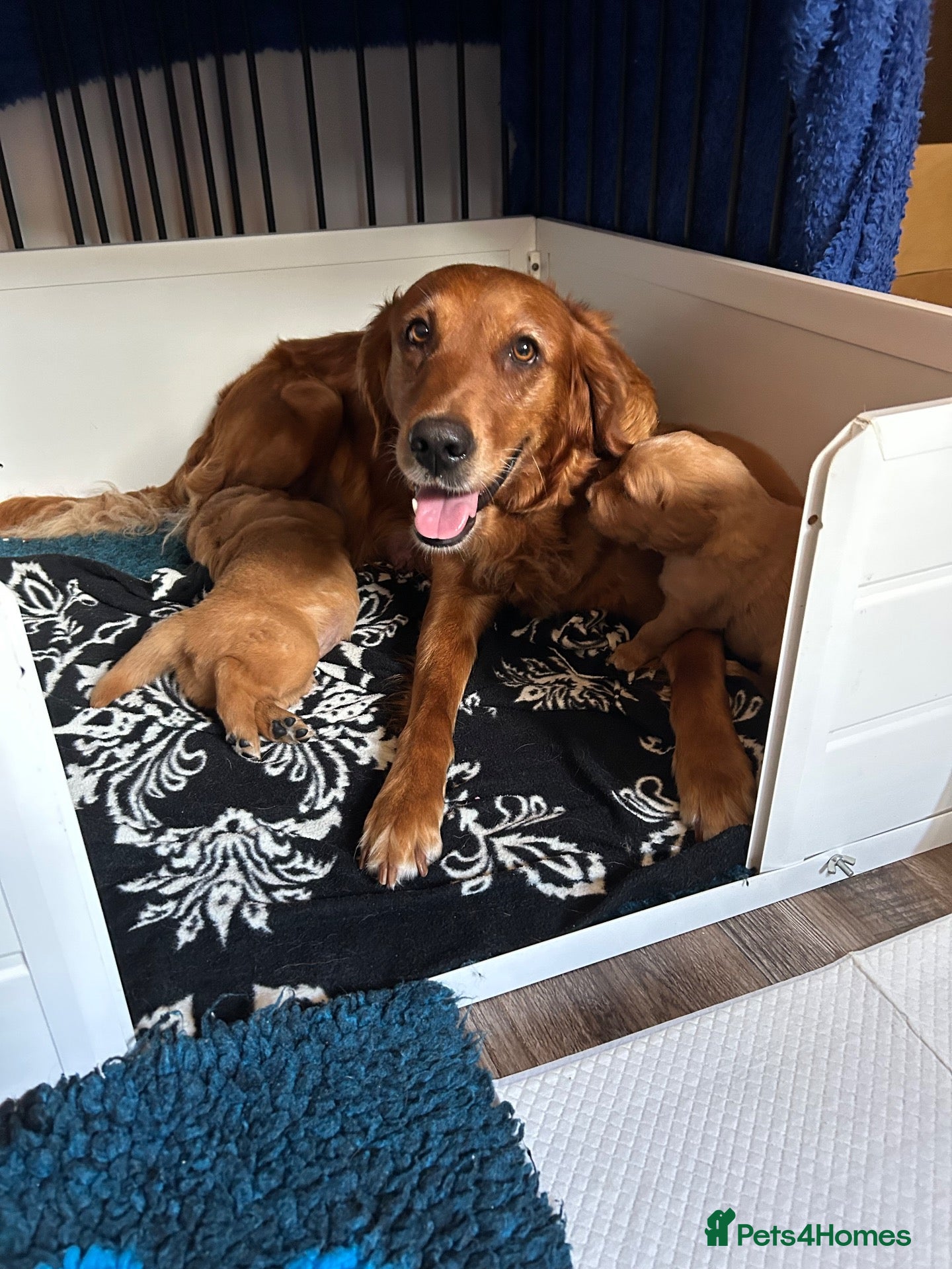 Golden Retriever dogs for sale: Beautiful dark red golden retriever puppies  - Advert 1