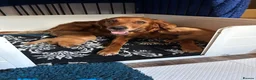 Golden Retriever dogs for sale: Beautiful dark red golden retriever puppies  - Advert 1