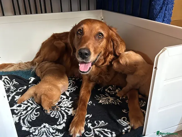 Golden Retriever dogs for sale: Beautiful dark red golden retriever puppies - Advert 1