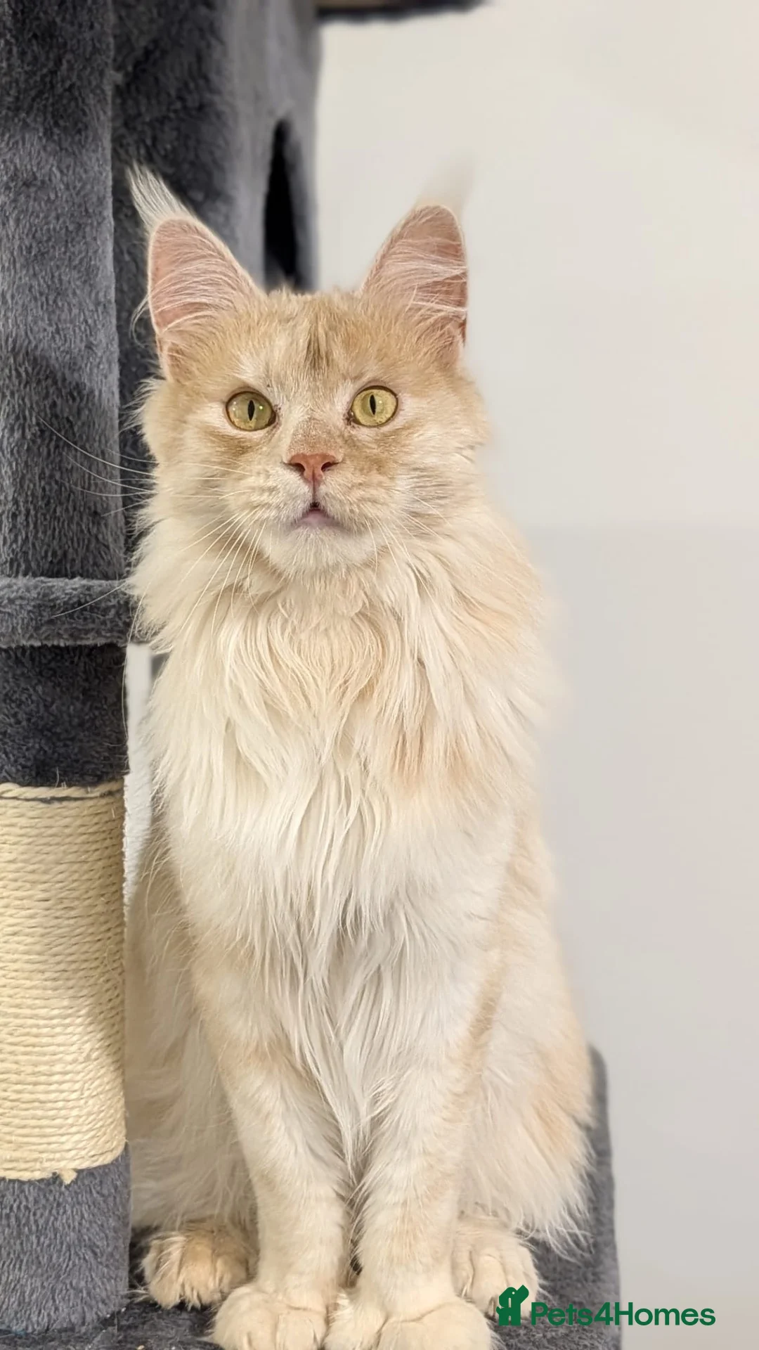 Maine Coon cats for sale: Tica registered black smoke maine coon kittens - Advert 8