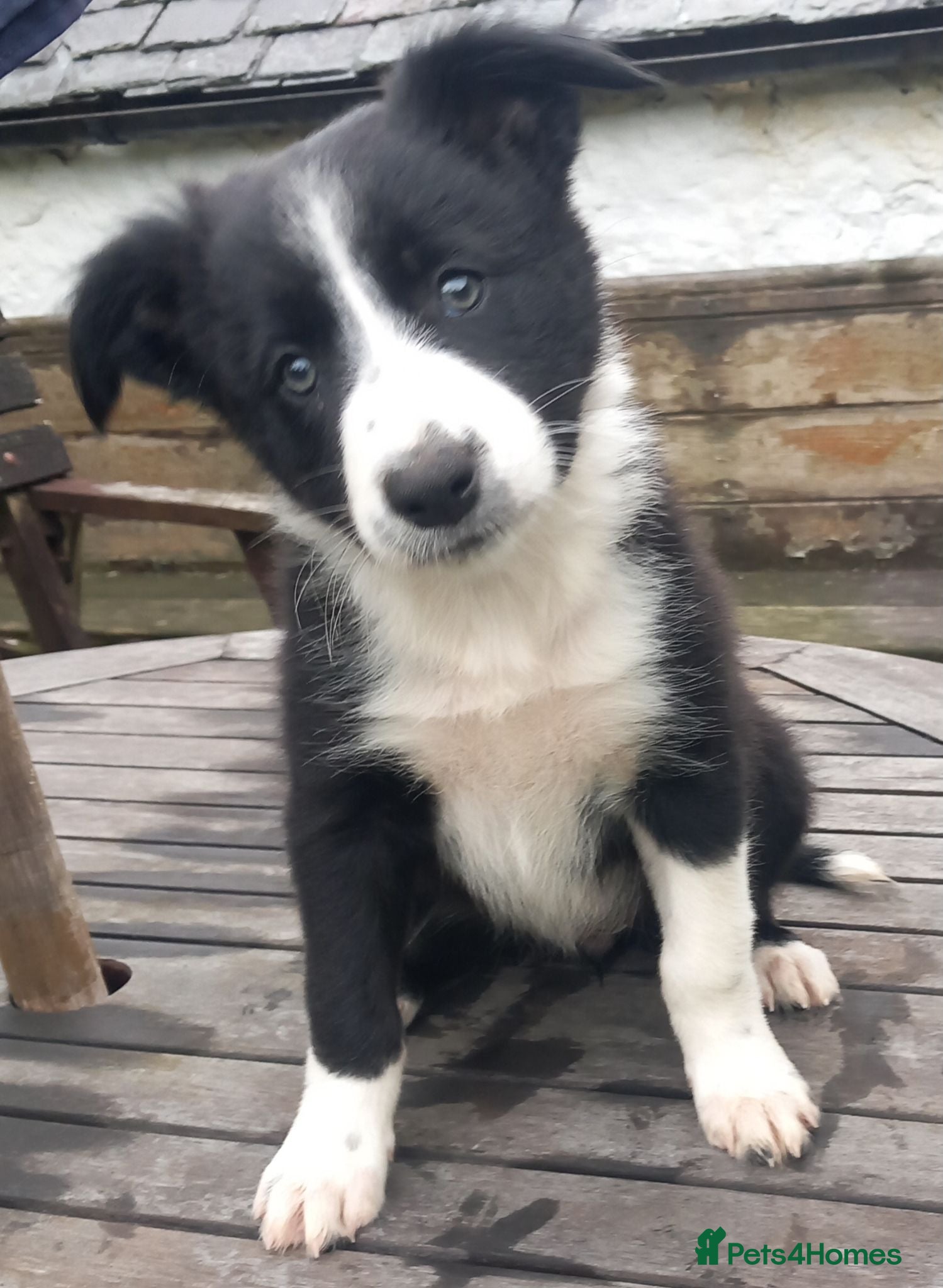 Border Collie dogs Looking for a good home - Advert 5