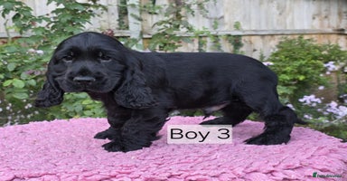 Cocker Spaniel dogs - Advert 3