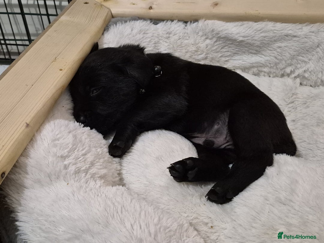 Labrador Retriever dogs for sale: 2 beautiful male black labradors for sale.  - Advert 7