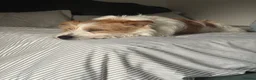 Jack Russell dogs for sale: Benji in Maidstone - Advert 11