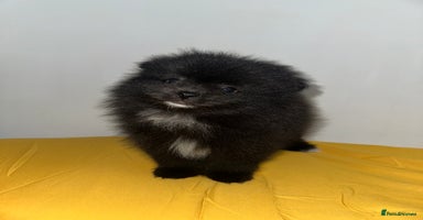 Pomeranian dogs - Advert 1