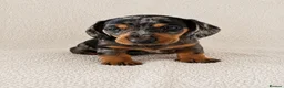 Miniature Dachshund dogs for sale: 5★ LICENSED BREEDER • KC REG BOYS READY NOW  - Advert 18