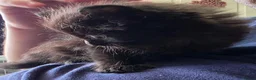 Mixed Breed cats for sale: Four adorable kittens - Advert 6