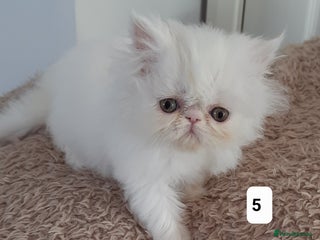 Persian cats - Advert 9