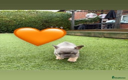 French Bulldog dogs for sale: *FLUFFY FRENCHIE’S* - Image 10