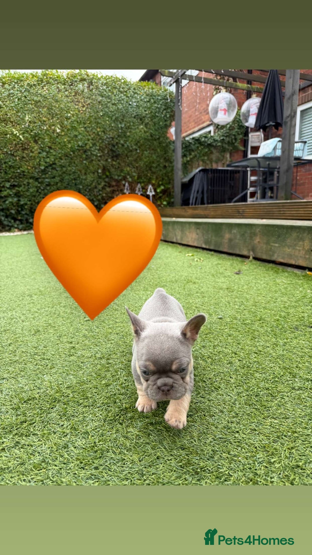 French Bulldog dogs for sale: *FLUFFY FRENCHIE’S* - Image 10