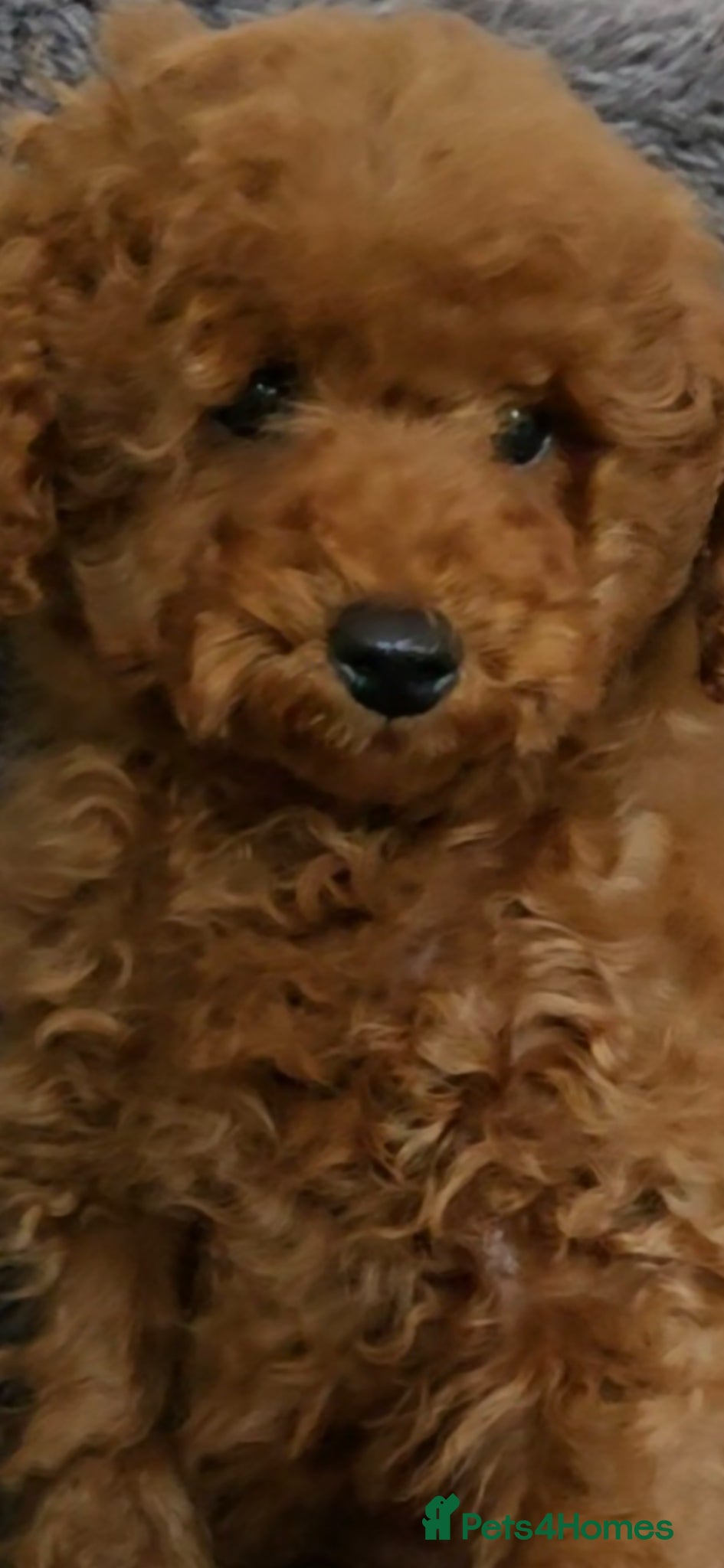 Toy Poodle dogs Beautiful red toy poodle boy - Advert 17