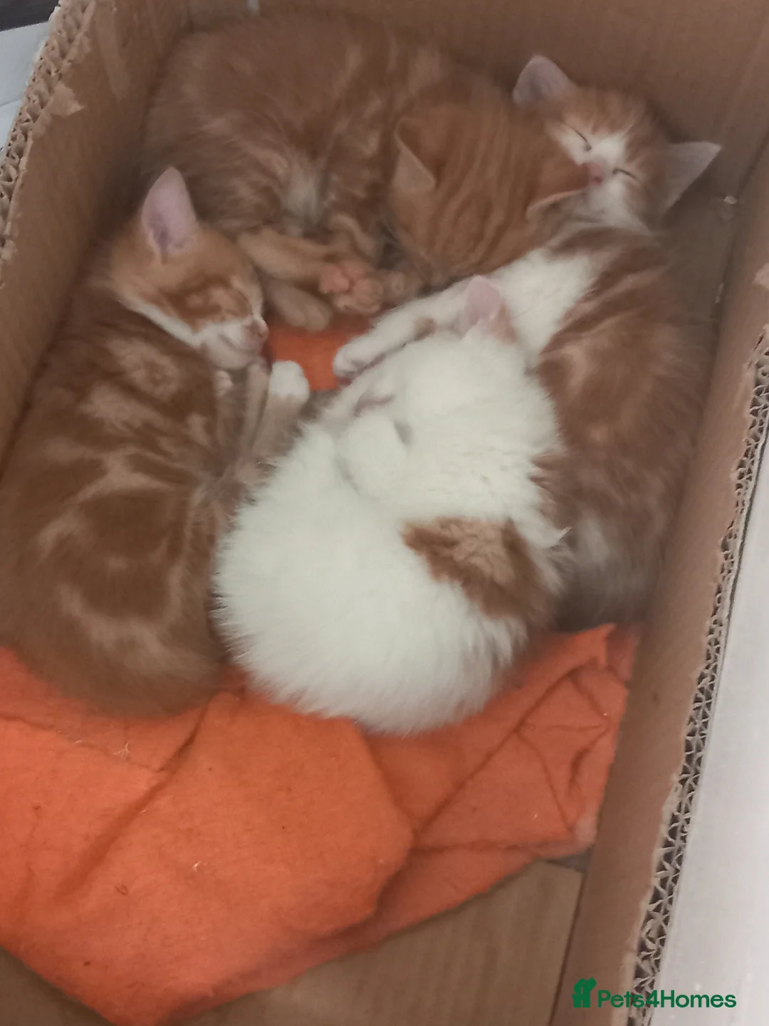 British Shorthair cats for sale: 4 beautiful,  adorable kittens for sale  - Advert 2