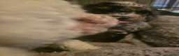 Poochon dogs for sale: 4 beautiful poochon puppys for sale  - Advert 13