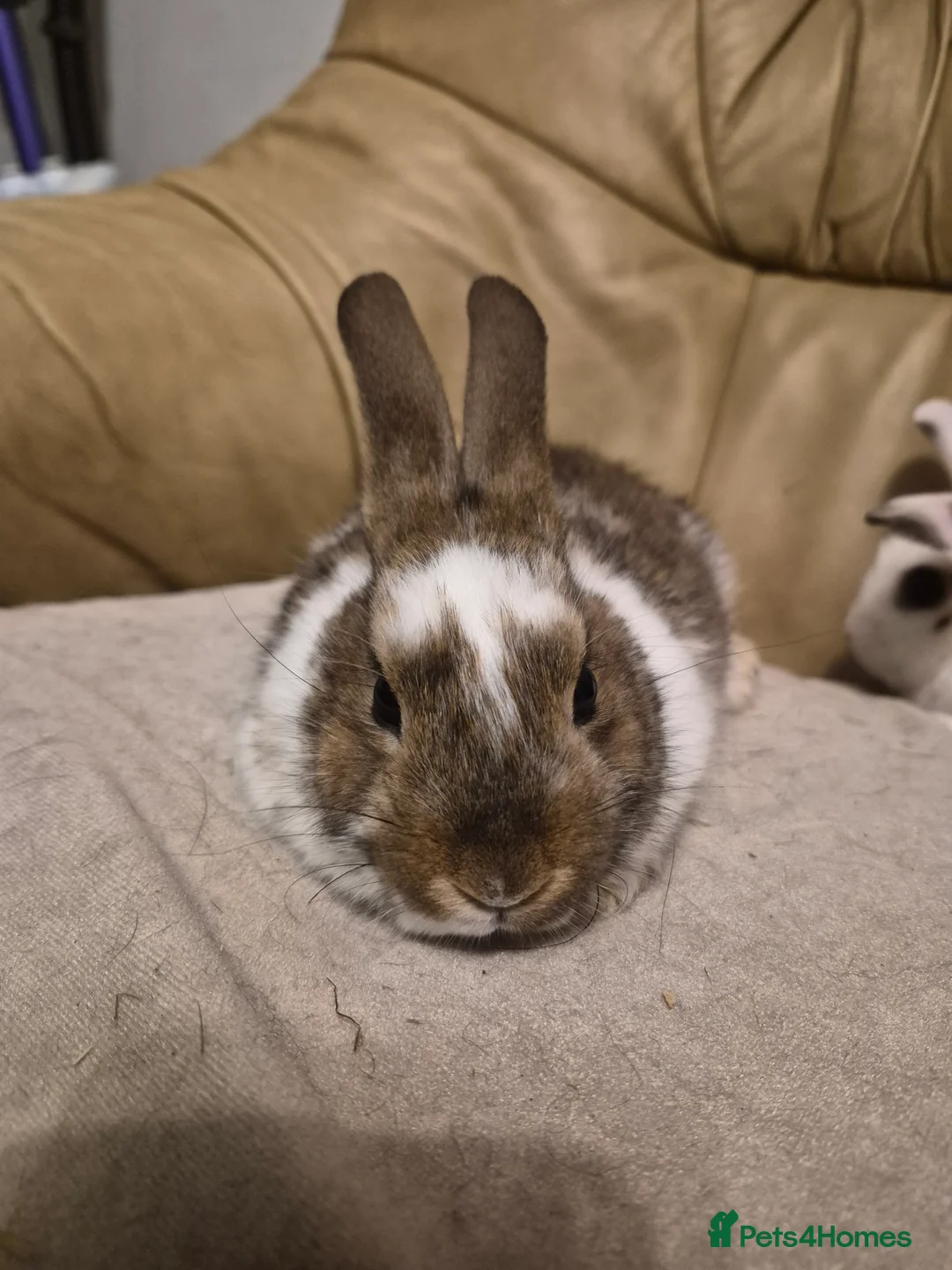 Mixed Breed rabbits for sale: 4 Cute Baby Mini Lop X Rabbits - Advert 9