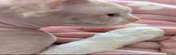 Sphynx cats for sale: 9 month old female sphynx  - Advert 10