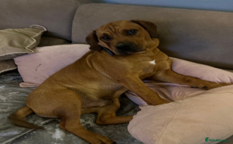 Mixed Breed dogs - Advert 1