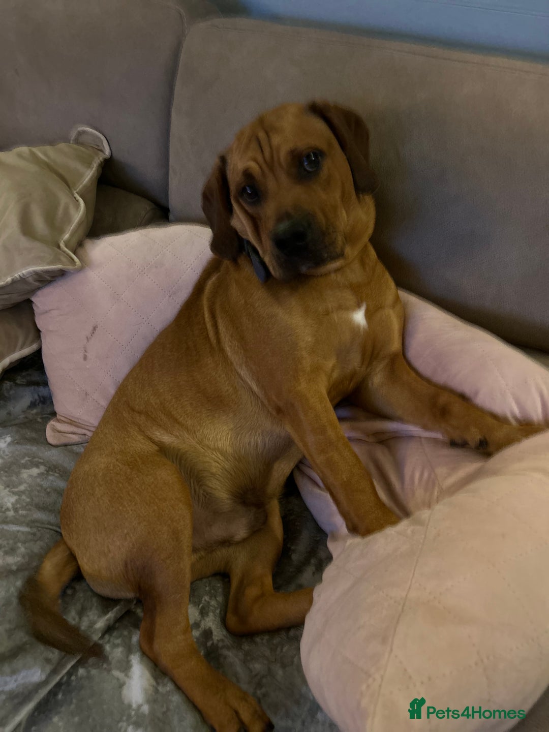 Mixed Breed dogs for sale: CHUNK - 8months old beauty - Image 1