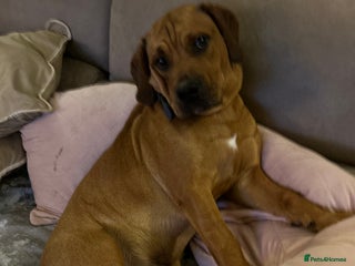 Mixed Breed dogs - Advert 1