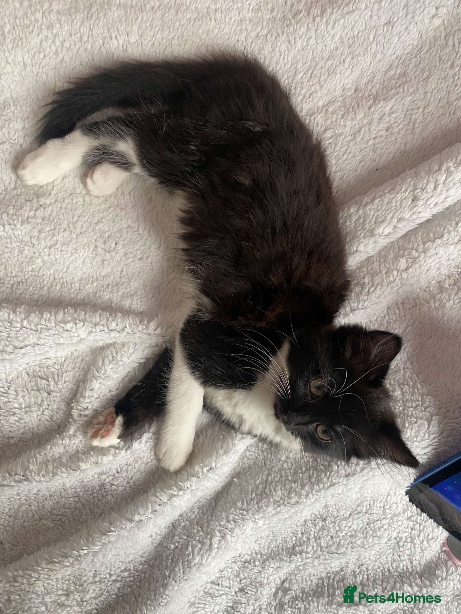Mixed Breed cats for sale: Tuxedo kittens looking for their forever homes  - Advert 22
