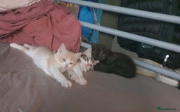 Ragdoll cats for sale: Ragdoll x tortoise shell kittens - Image 15