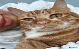 Mixed Breed cats for sale: 2 boys ready for new home - Image 2