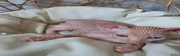 Sphynx cats for sale: Beautiful Canadian Sphynx Kittens Available 💎 - Advert 31