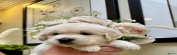 Golden Retriever dogs for sale: Beautiful English Cream Golden Retriever Puppies in Boston - Advert 1