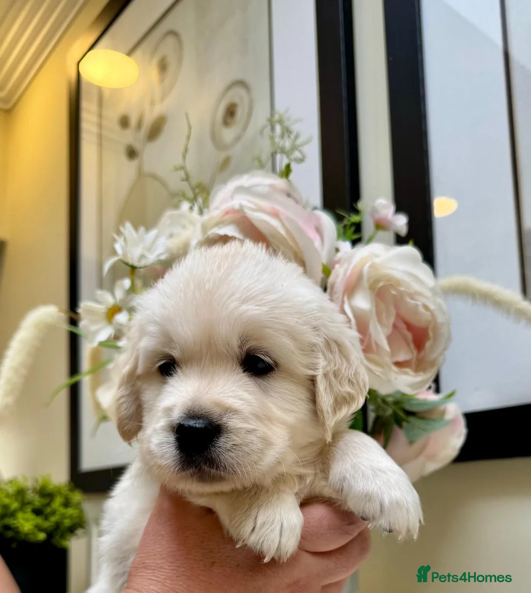 Golden Retriever dogs for sale: Beautiful English Cream Golden Retriever Puppies in Boston - Advert 1
