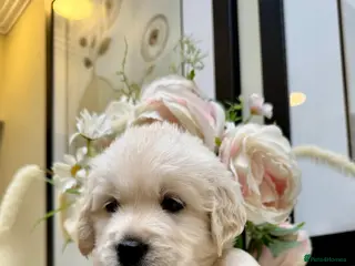 Golden Retriever dogs Beautiful English Cream Golden Retriever Puppies - Advert 1