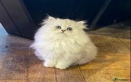 Persian cats for sale: Persian Chinchilla silver shadow 🎀🧢 - Image 3