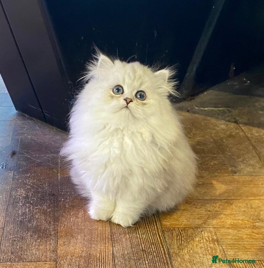 Persian cats for sale: Persian Chinchilla silver shadow 🎀🧢 - Image 3