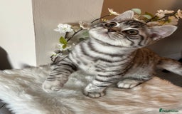 British Shorthair cats for sale: SILVER TABBIES - Registered & Full Pedigree - Image 6