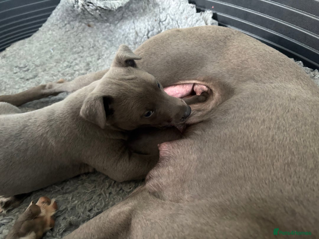 Whippet dogs for sale: Blue Whippet Puppy - Image 10