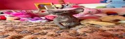 Sphynx cats for sale: Beautiful Sphynx Kittens – Ready 5th October - Advert 22