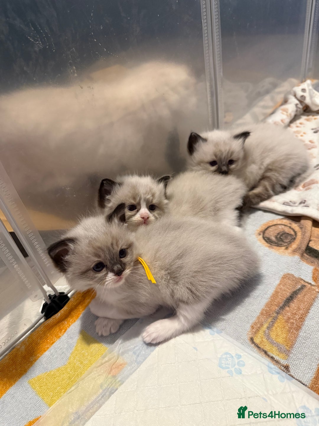 Ragdoll cats for sale: Ragdoll - Advert 2