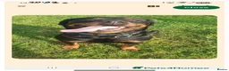 Rottweiler dogs for sale: Beautiful pure breed Rottweiler  - Advert 2