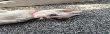 Female Kitten 6