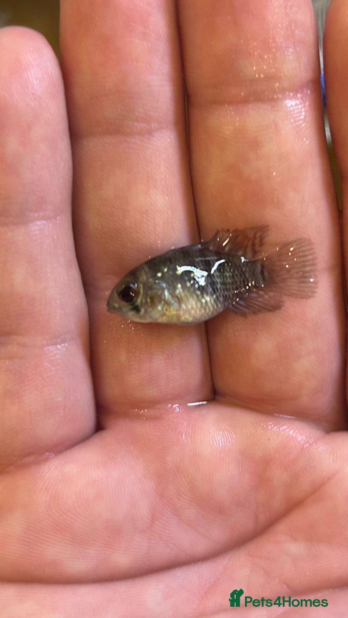Cichlids fish blue acaras-read all description  - Advert 3