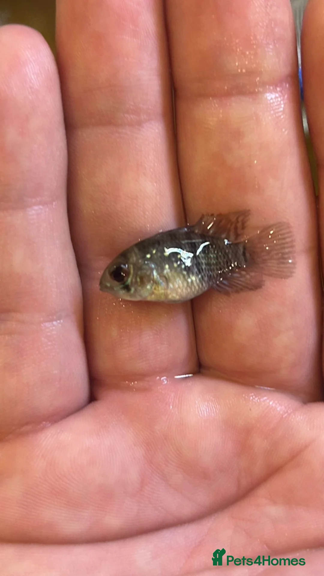 Cichlids fish for sale: blue acaras-read all description  - Advert 1