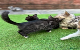 Bengal cats for sale: Gorgeous Bengal X Kittens!! Price Reduced!! - Image 4