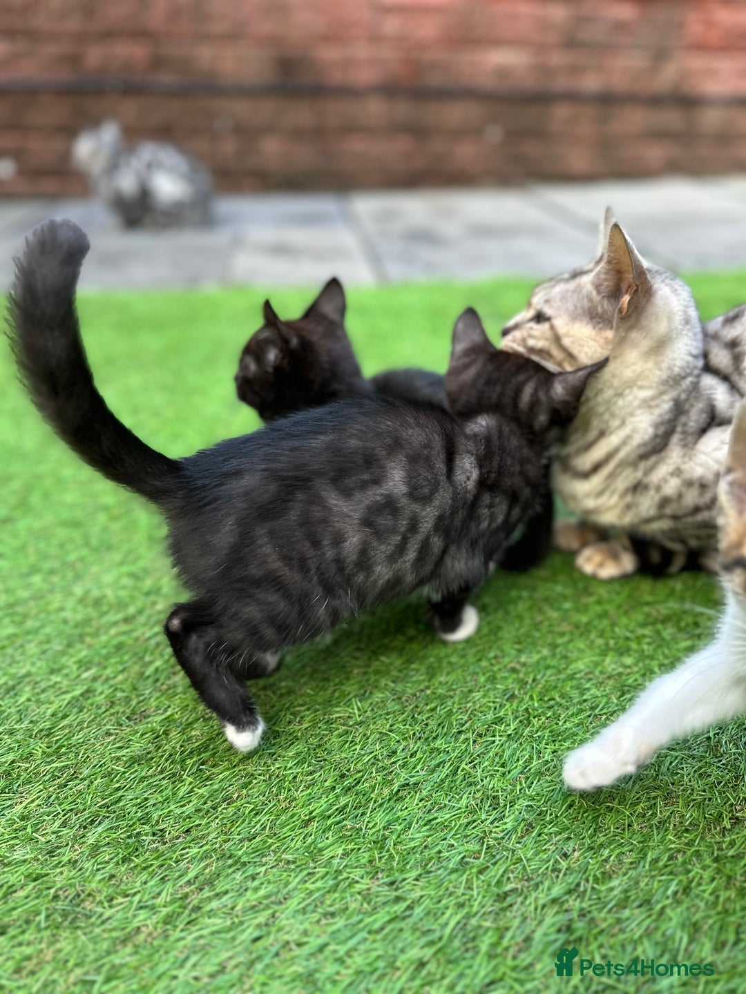 Bengal cats for sale: Gorgeous Bengal X Kittens!! Price Reduced!! - Image 4