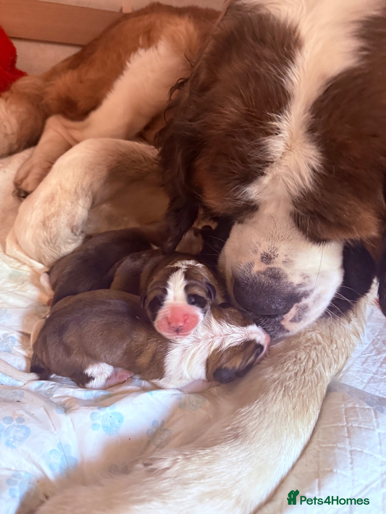 Saint Bernard dogs Saint Bernard puppies  - Advert 1