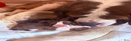 Saint Bernard dogs for sale: Saint Bernard puppies  in Cleethorpes - Advert 1