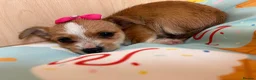 Mixed Breed dogs for sale: Jack Russell Cross Chorkie Puppies – Ready Now - Advert 32
