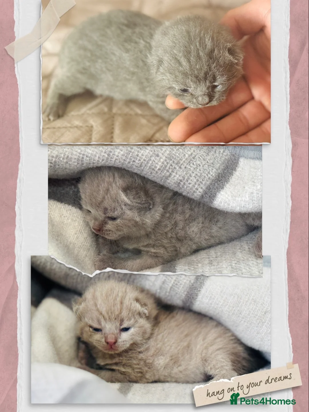 British Shorthair cats for sale: British Shorthair adorable Kittens Available 🤗 - Advert 1