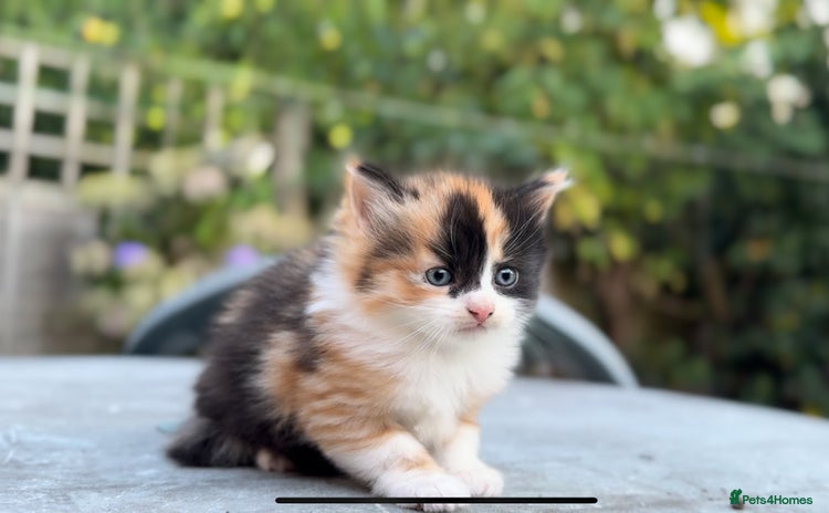 Mixed Breed cats - Advert 7