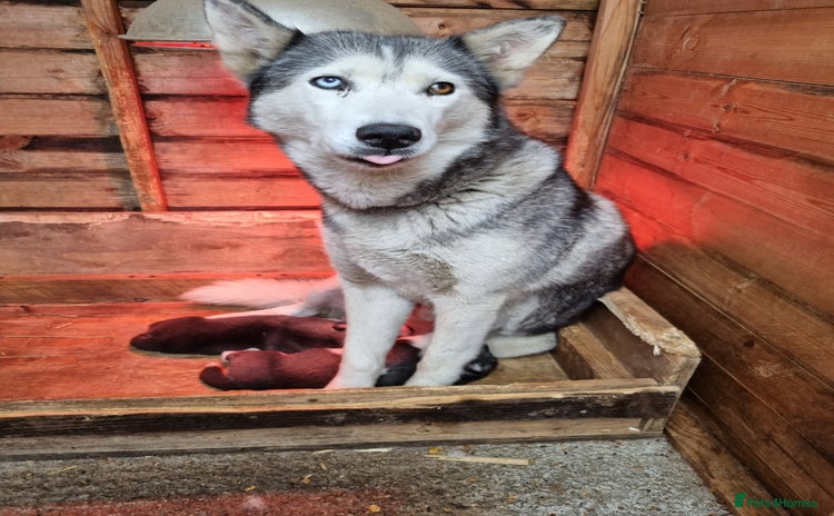 Siberian Husky dogs - Advert 1