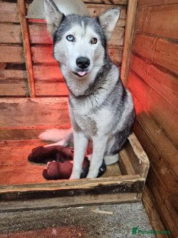 Siberian Husky dogs for sale - Advert 4